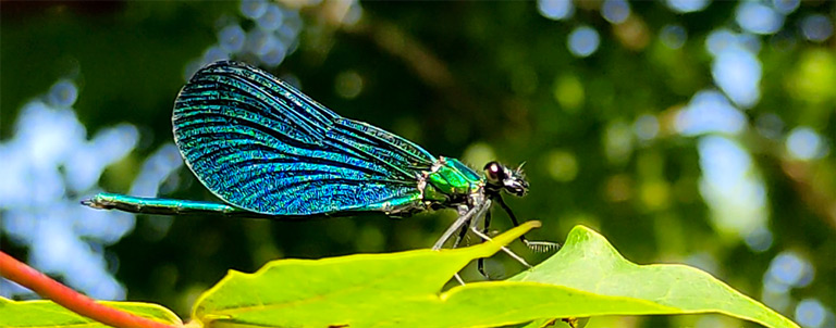 Une jolie demoiselle posée sur une feuille verte. La demoiselle est l'insecte mascotte du terrain de camping 3 étoiles avec piscine Le Petit Pyrénéen qui se situe au Mas-d'Azil en Ariège dans les Pyrénées